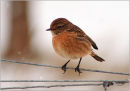 Stonechat (Saxicola torquata)